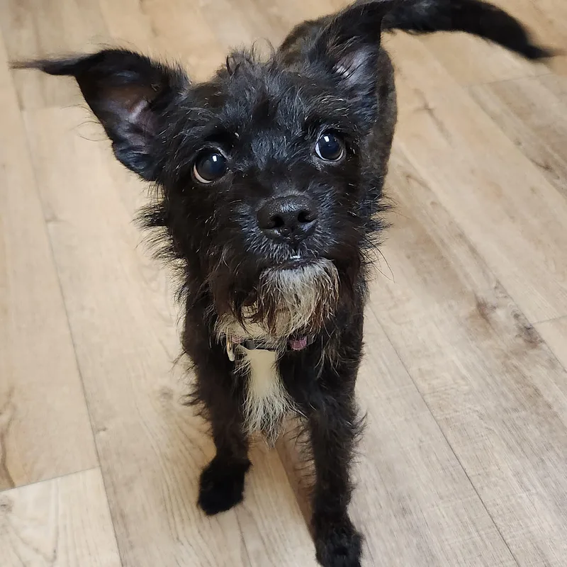 A young small-sized female Black Terrier dog named Rose for adoption in Marshfield, WI