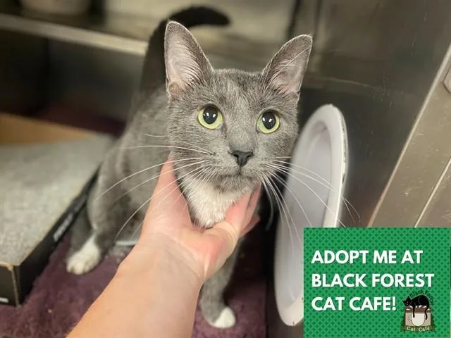 A young medium-sized female Domestic Short Hair cat named Mama for adoption in Fort Wayne, IN