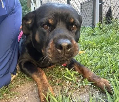 An adult large-sized female Rottweiler dog named Cali for adoption in Palm Coast, FL