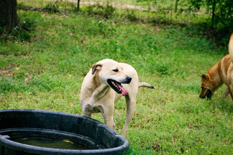 A young large-sized male Husky dog named Basil for adoption in St. George, SC