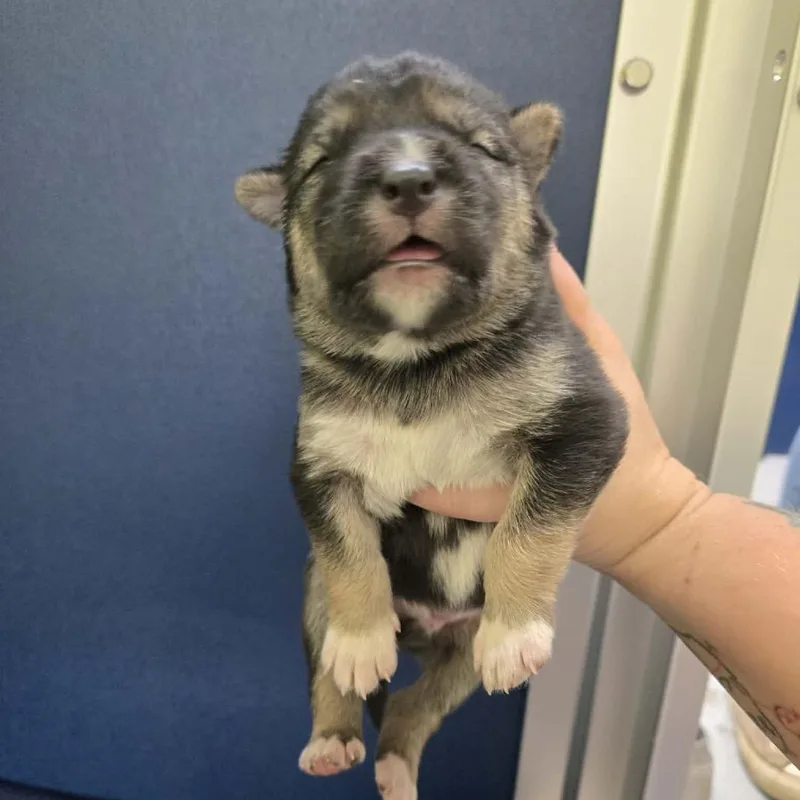 A baby small-sized male Black Husky dog named Poplar for adoption in Newport, TN