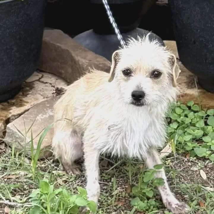 A young small-sized male Norfolk Terrier dog named Diper for adoption in Williston, VT