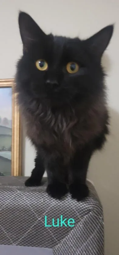 An adult medium-sized female Domestic Long Hair cat named Bella for adoption in Liverpool, TX
