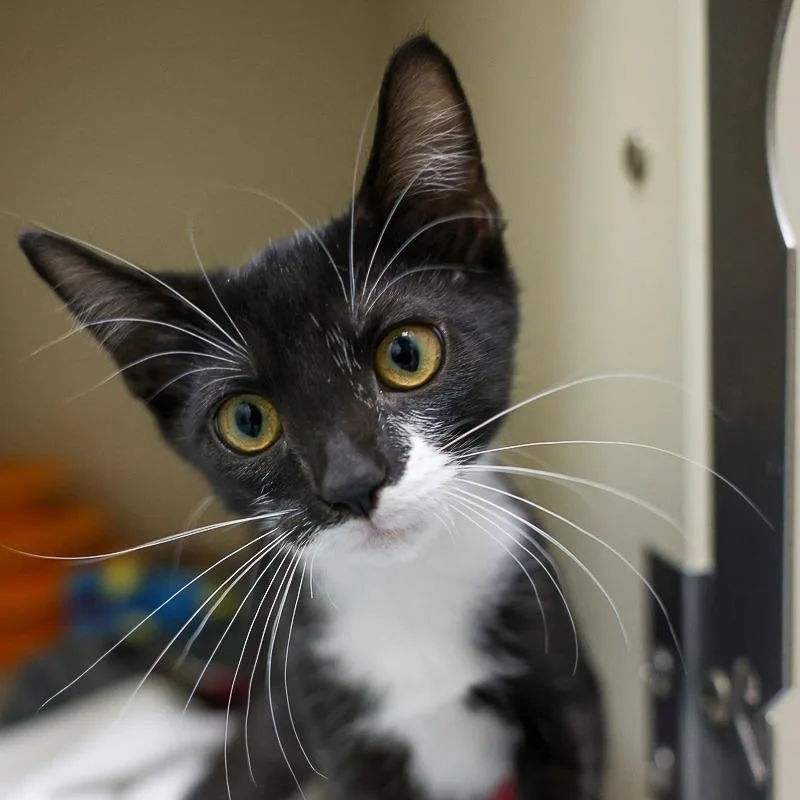 A baby small-sized male Black Domestic Short Hair cat named Cullen for adoption in Bradenton, FL