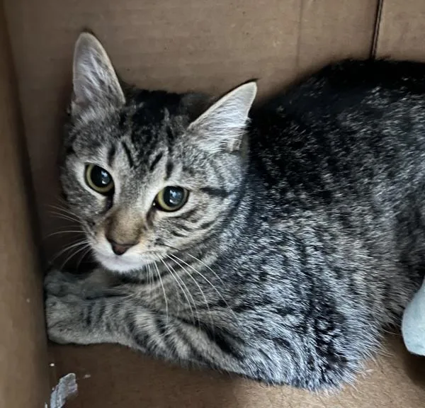 A young medium-sized female Domestic Short Hair cat named Jitterbug for adoption in Stratham, NH