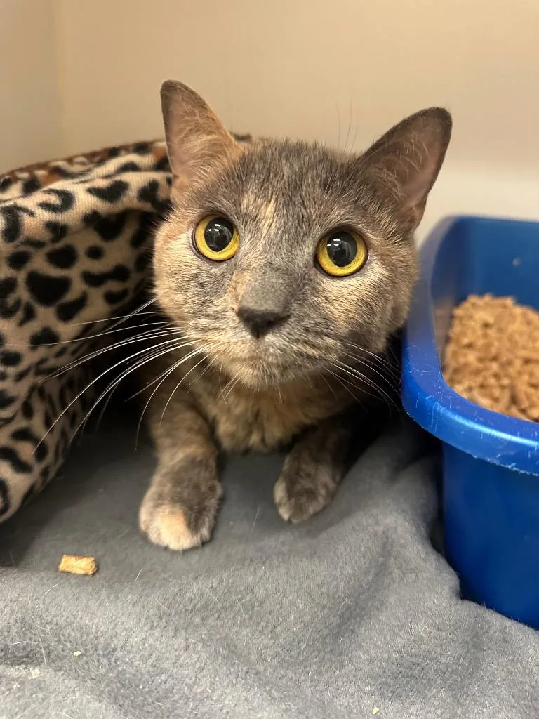 An adult medium-sized female Domestic Short Hair cat named Onion for adoption in Johnson City, TN