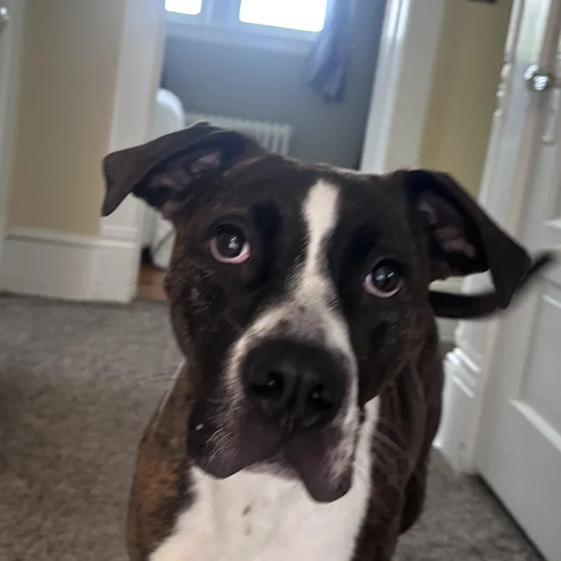 An adult medium-sized female Mixed Breed dog named Tiffany for adoption in Highland, NY
