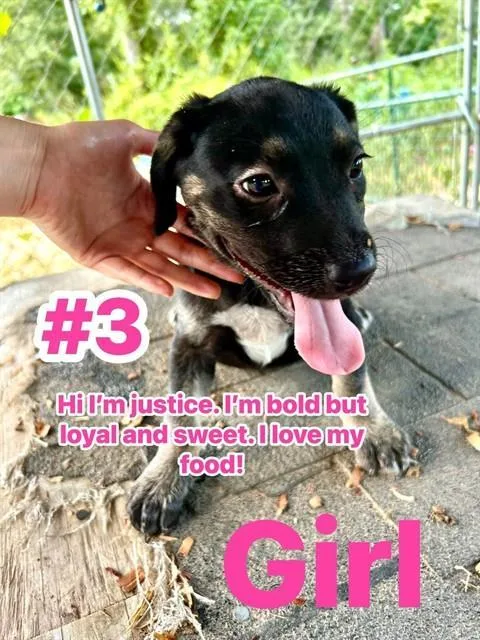 A baby small-sized female Labrador Retriever dog named Justice for adoption in Conroe, TX
