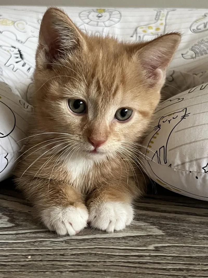 A baby medium-sized male Orange / Red Domestic Short Hair cat named Flax for adoption in Trenton, NJ