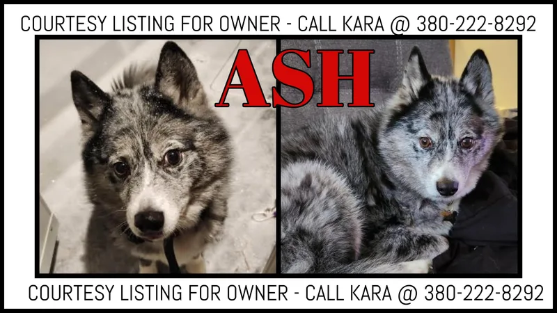 Ash  Courtesy Listing
