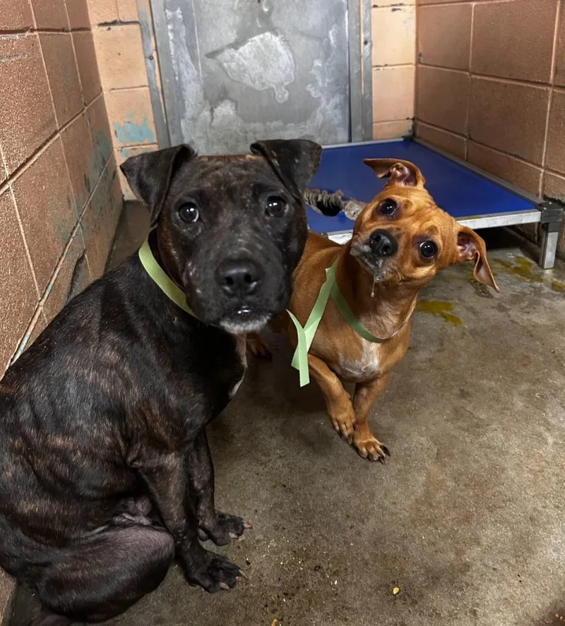 A young medium-sized female Pit Bull Terrier dog named Amira for adoption in Gautier, MS
