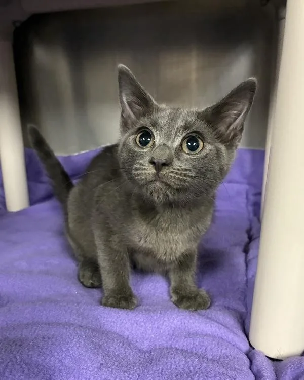 A baby small-sized male Domestic Short Hair cat named The Illusionist for adoption in Richmond, VA