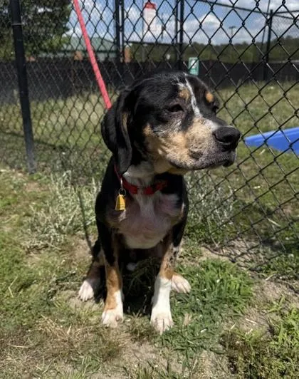 A young large-sized male Hound dog named Copper for adoption in Conway, SC