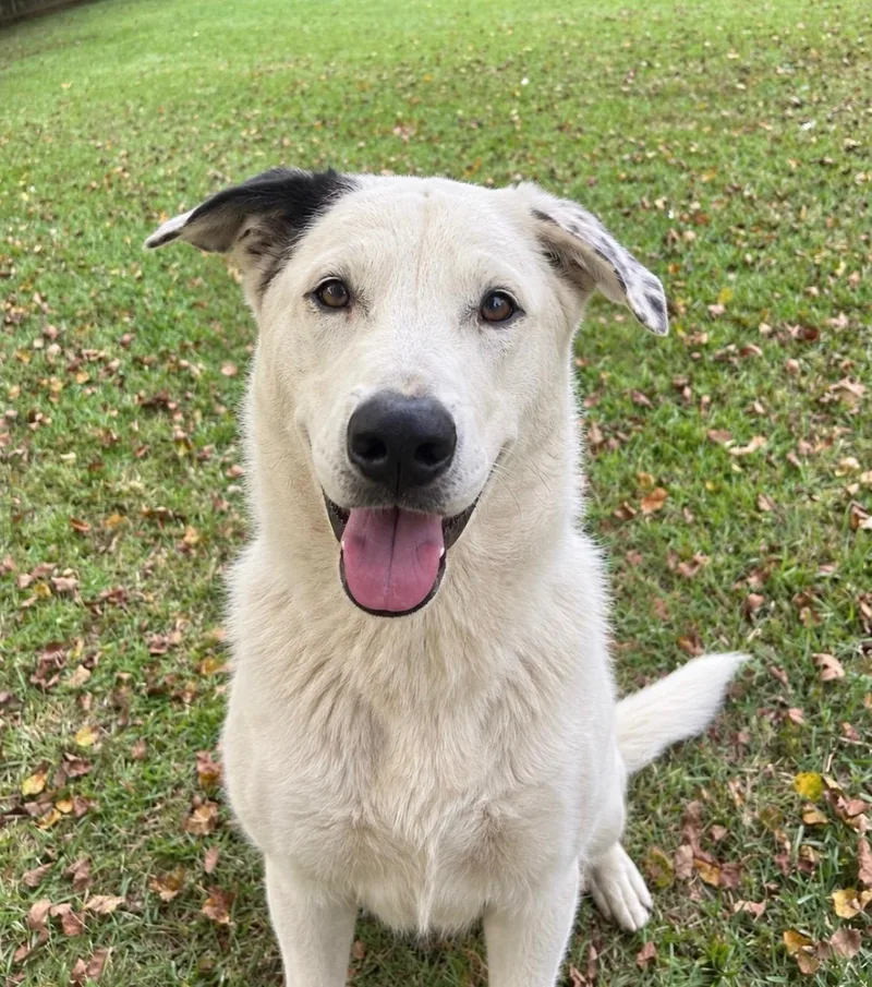 A young large-sized female Great Pyrenees dog named Daisy for adoption in Pelzer, SC