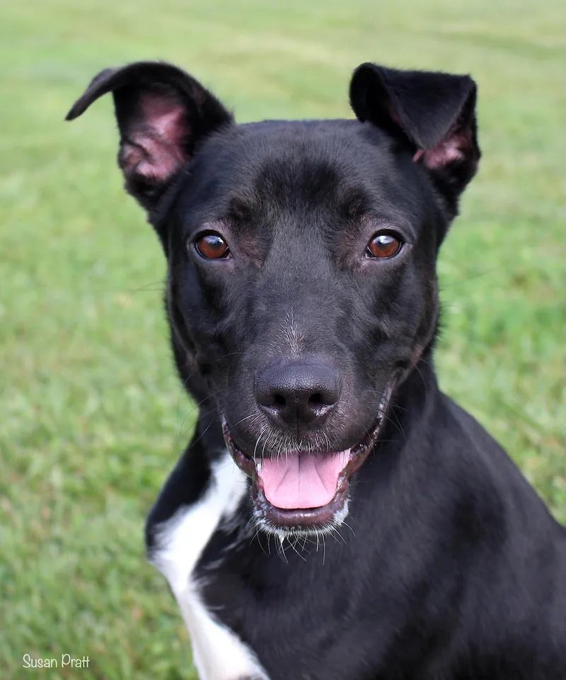 An adult medium-sized male Black Hound dog named Ollie for adoption in Bedford, VA