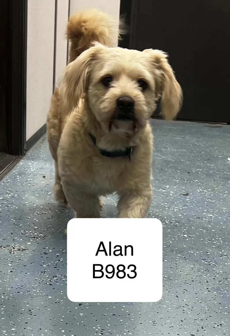An adult medium-sized male White / Cream Basset Hound dog named Alan for adoption in Morganton, NC