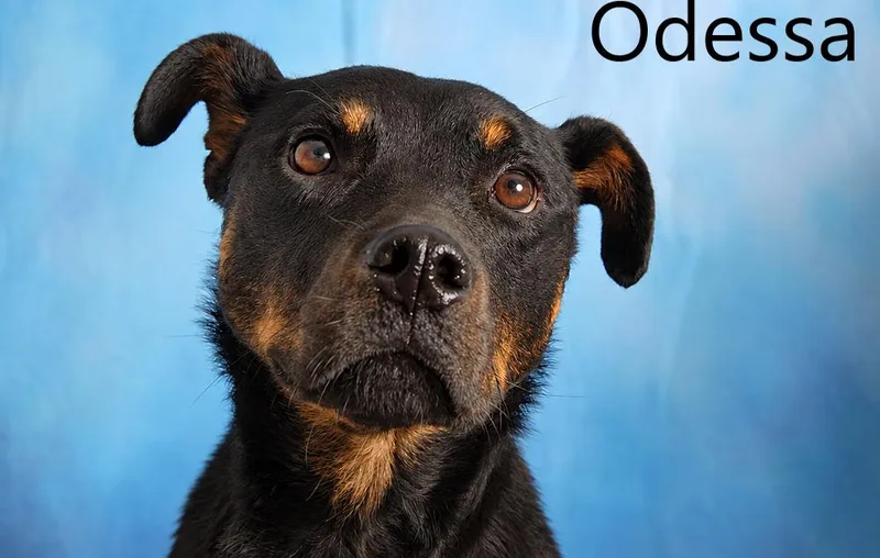 Odessa thumbnail 3