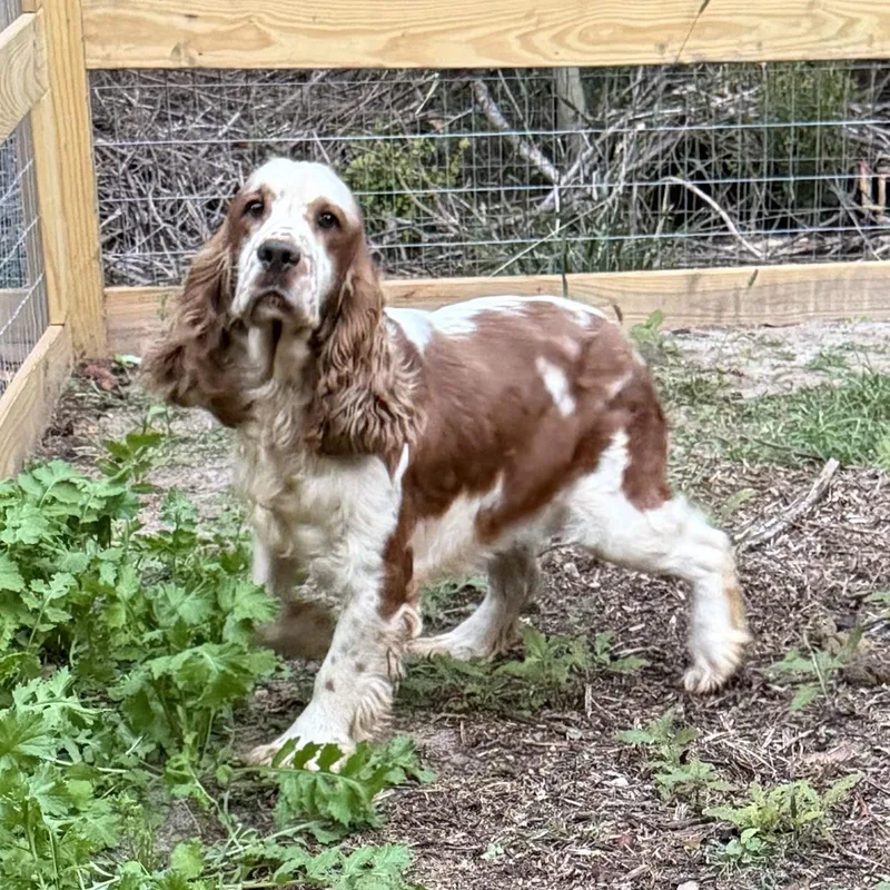 A young medium-sized male Red / Chestnut / Orange English Springer Spaniel dog named Harry Potter for adoption in Seneca, SC