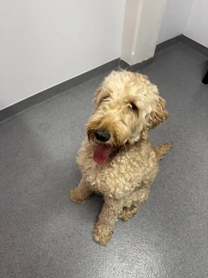 An adult large-sized male Golden Retriever dog named Trooper for adoption in West Chester, PA