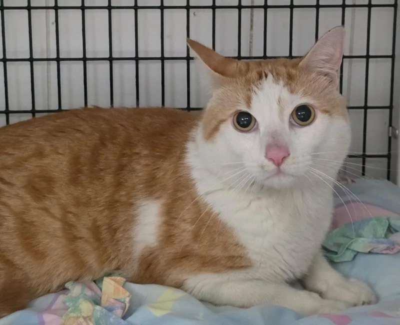 A young large-sized male Domestic Short Hair cat named Tinker for adoption in Ewing, NJ