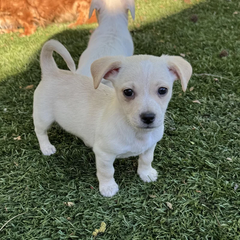A baby small-sized male Chihuahua dog named Boq for adoption in Lincoln, CA
