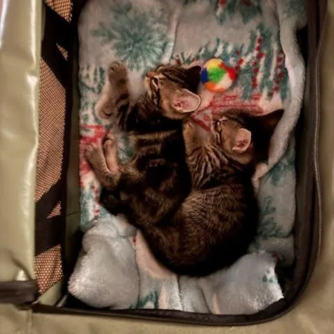 A baby small-sized male Brown / Chocolate Domestic Short Hair cat named Cookie for adoption in East Hanover, NJ
