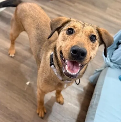 An adult medium-sized female Brown / Chocolate German Shepherd Dog dog named Perfect Pippa With The for adoption in Friendswood, TX