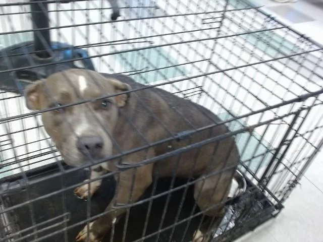 A young medium-sized female Pit Bull Terrier dog named Elizabeth for adoption in Oklahoma City, OK