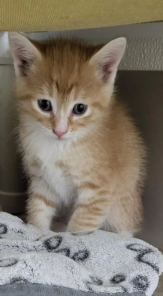 A baby medium-sized male Domestic Short Hair cat named Alvin for adoption in Medford, WI