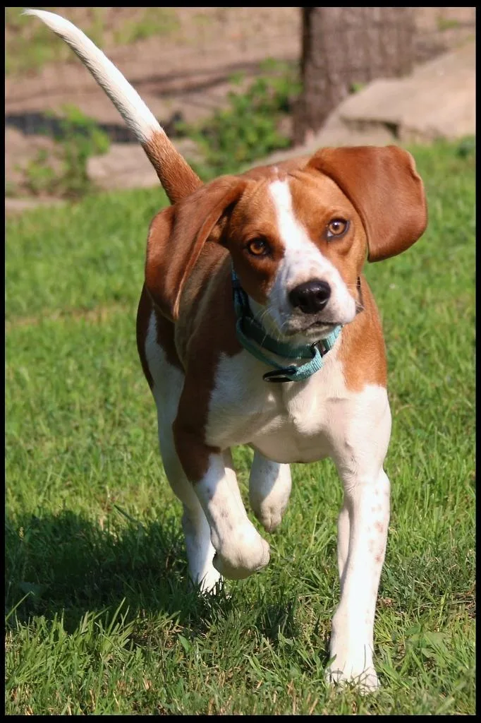 A young medium-sized male Beagle dog named Freddie for adoption in Shippenville, PA
