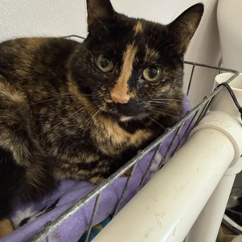 An adult medium-sized female Tortoiseshell Domestic Short Hair cat named Olivia for adoption in Lansing, MI
