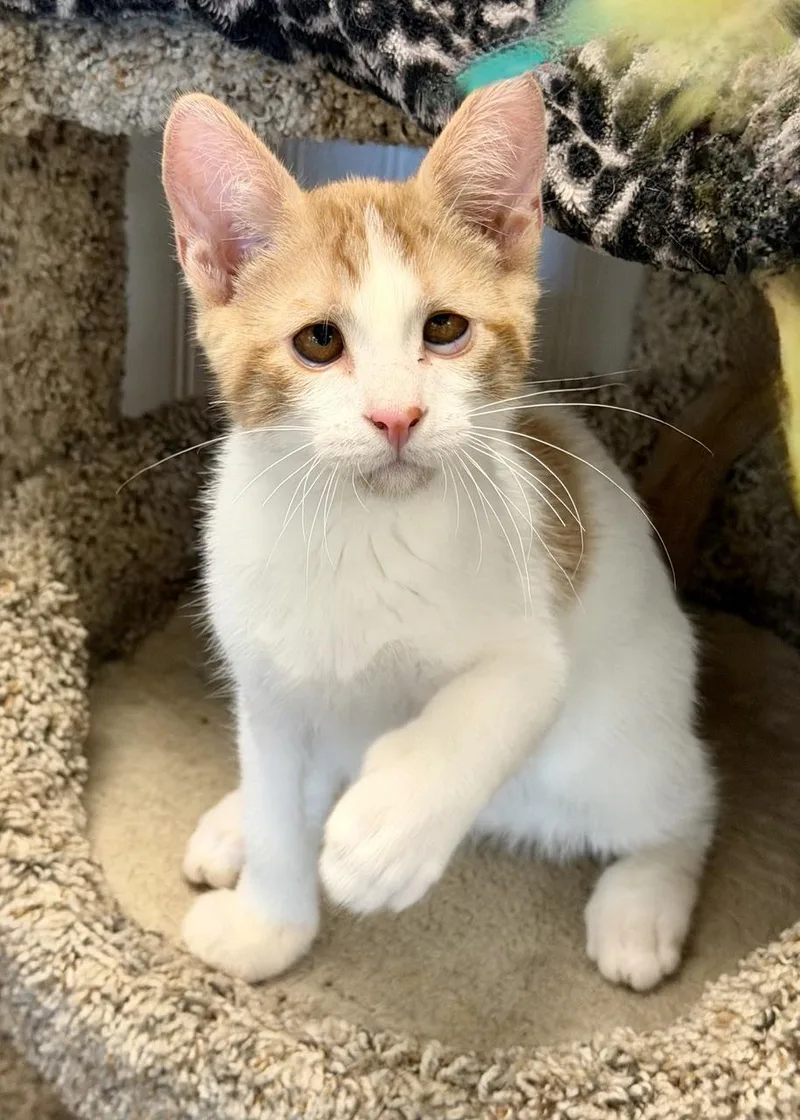 A young medium-sized male Tabby (Orange / Red) Domestic Short Hair cat named Lovu for adoption in Englewood, FL