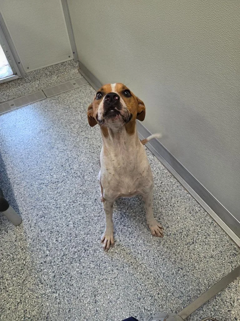 An adult medium-sized male Terrier dog named Chappy for adoption in Athens, TN