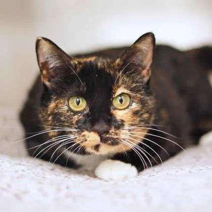 An adult small-sized female Black Domestic Short Hair cat named Autumn for adoption in Atlanta, GA