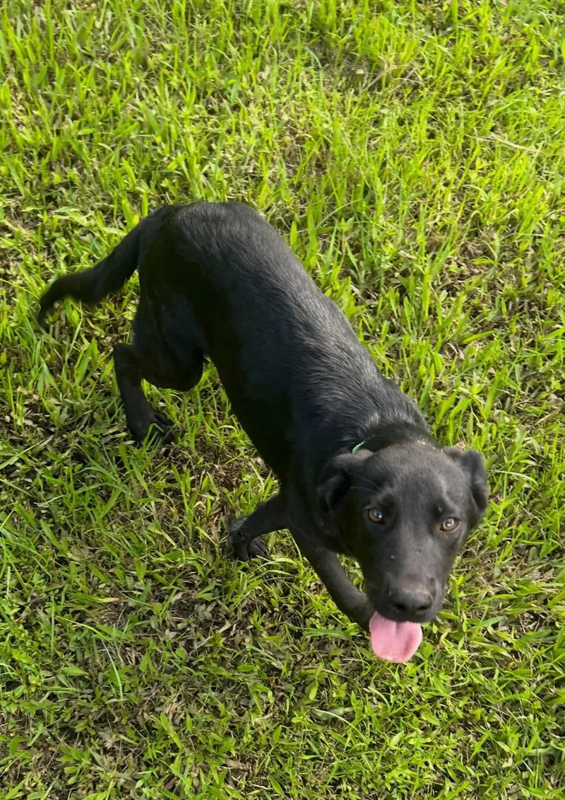 A baby medium-sized male Mixed Breed dog named Anakin for adoption in Northwood, NH