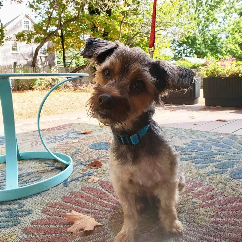 An adult small-sized male Yorkshire Terrier dog named Wonka for adoption in Groveland, MA