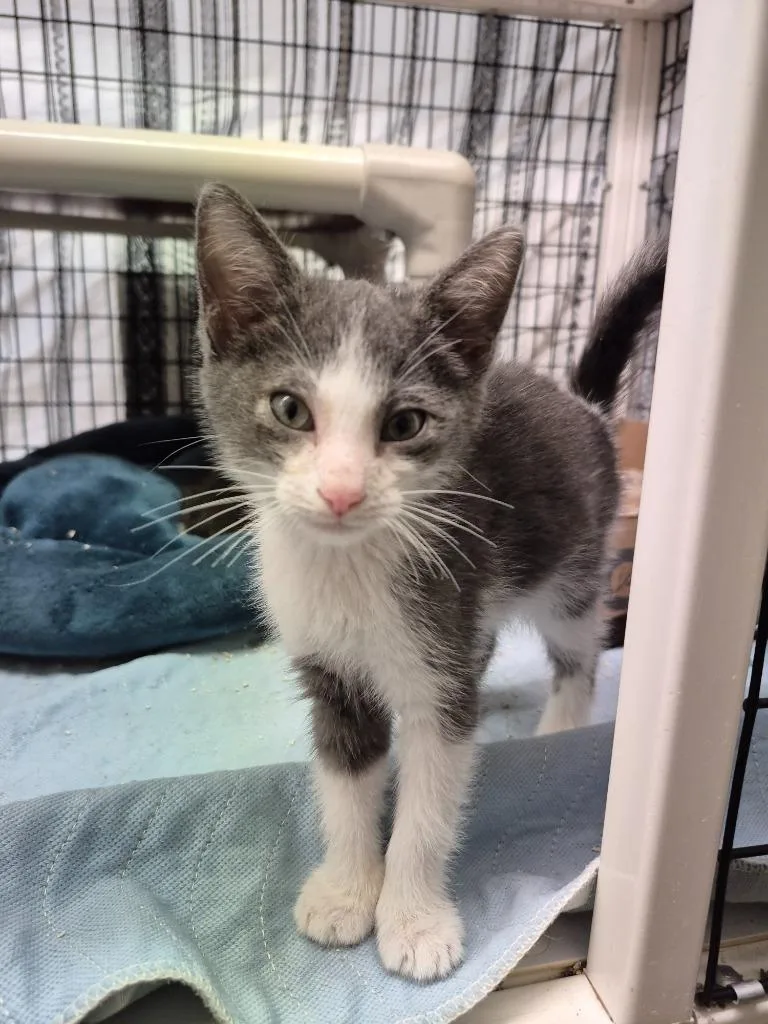 A baby medium-sized male Domestic Short Hair cat named Garnet for adoption in Cincinnati, OH