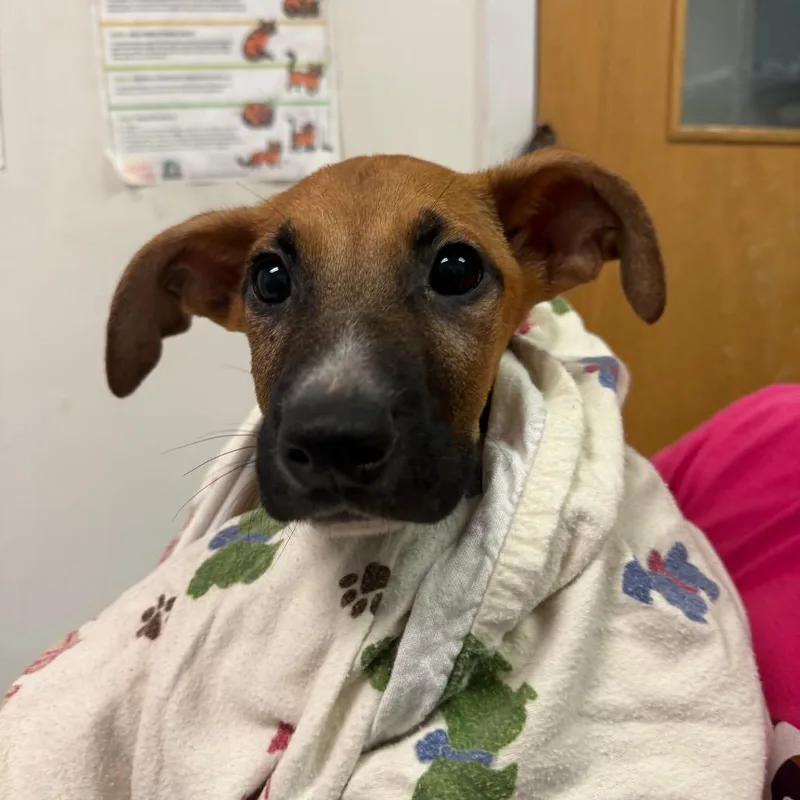 A baby small-sized male Yellow / Tan / Blond / Fawn Mixed Breed dog named Carnie for adoption in Charleston, WV