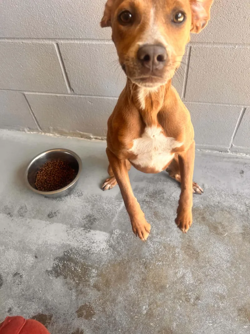 A young medium-sized female Hound dog named Twiggy for adoption in Bishopville, SC