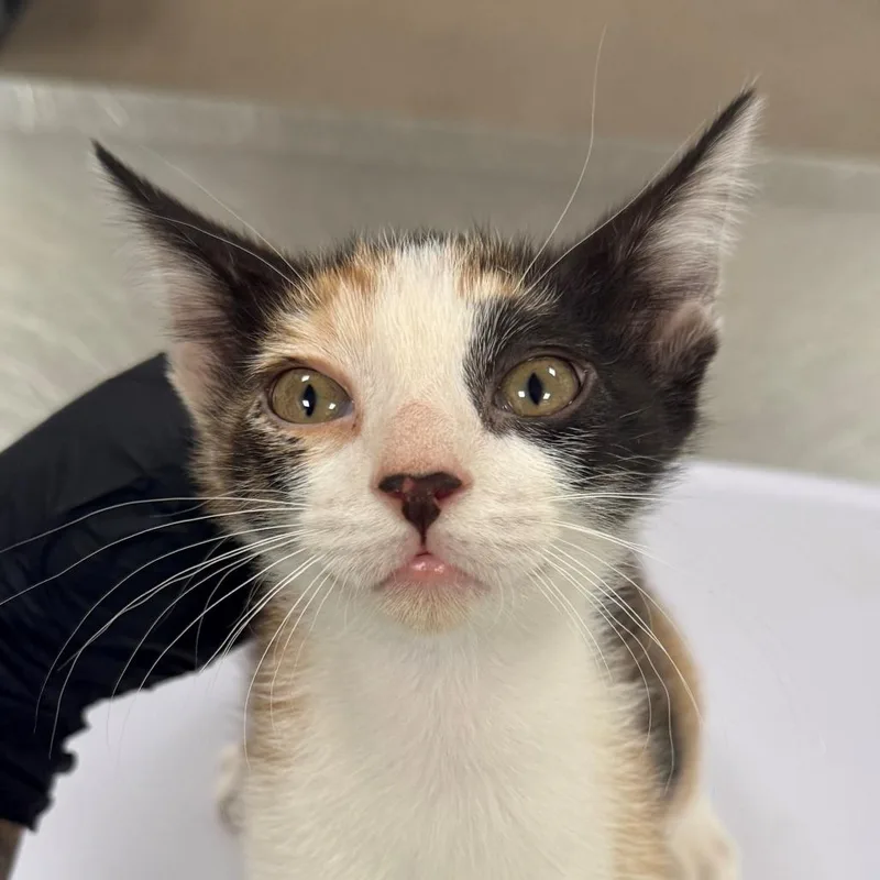 A baby small-sized female Calico Domestic Short Hair cat named Nutmeg for adoption in Las Cruces, NM