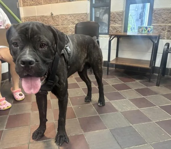 A young large-sized male Mixed Breed dog named Galactus for adoption in New York, NY