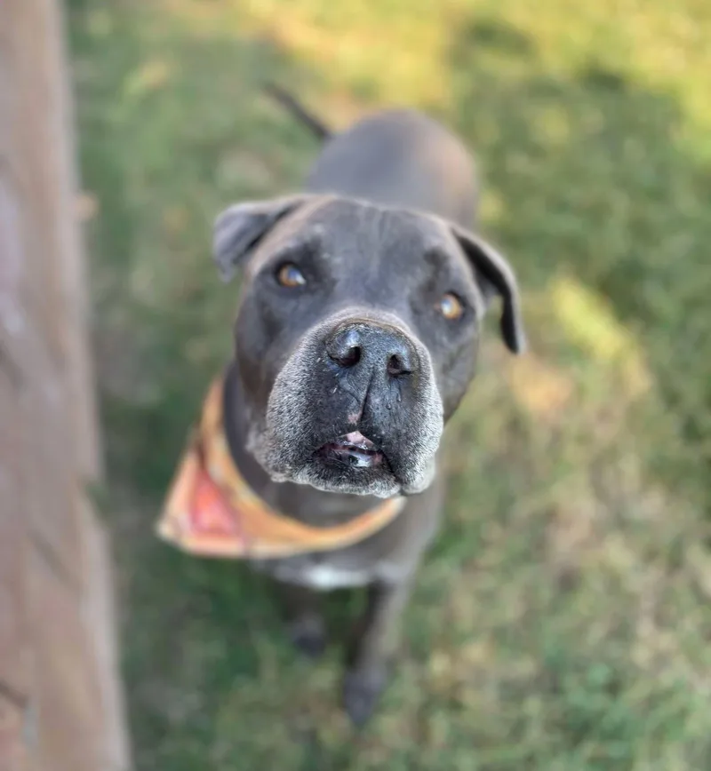 A senior large-sized male Pit Bull Terrier dog named King for adoption in Ventura, CA