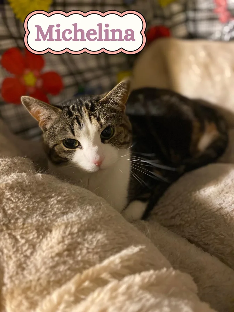 Michelina thumbnail 2