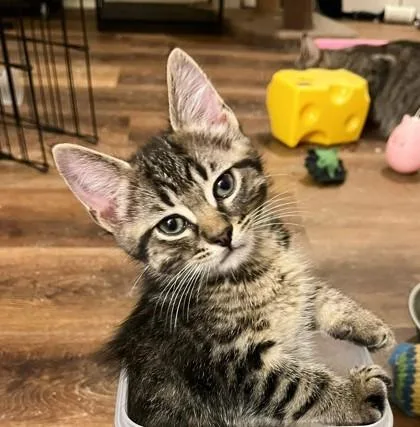 A baby small-sized male Brown / Chocolate Domestic Short Hair cat named Swiss Rolls for adoption in Kansas City, MO