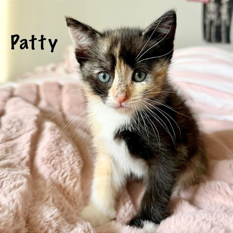 A baby small-sized female Calico Domestic Short Hair cat named Peppermint Patty for adoption in Pleasant Hill, CA
