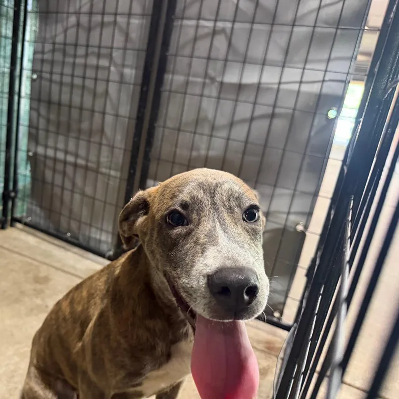 A baby medium-sized female Pit Bull Terrier dog named Meg for adoption in Birmingham, AL