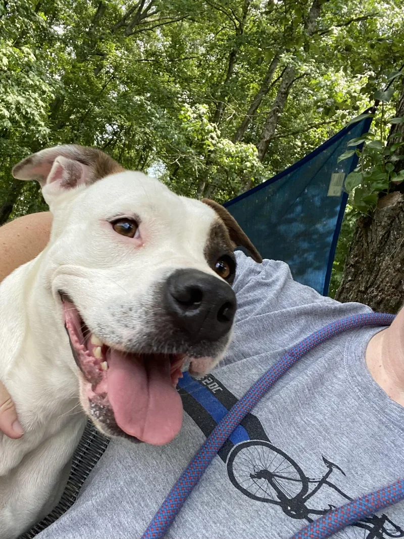A young medium-sized female Black Pit Bull Terrier dog named Roxy for adoption in POLKTON, NC