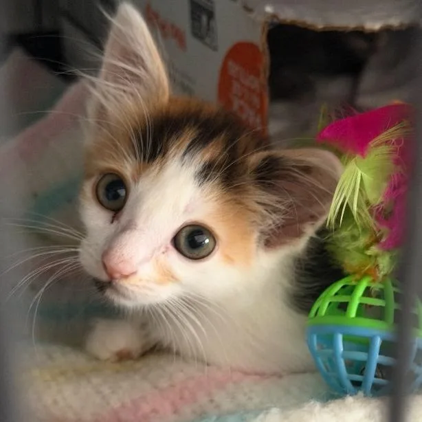 A baby small-sized female Calico Domestic Short Hair cat named Athena for adoption in Long Beach, CA
