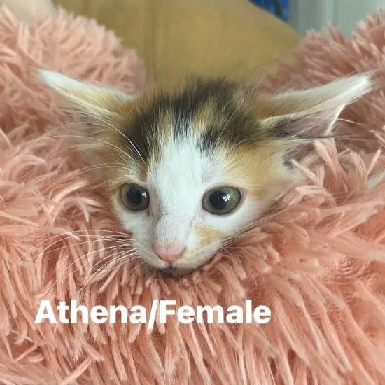 Athena thumbnail 2