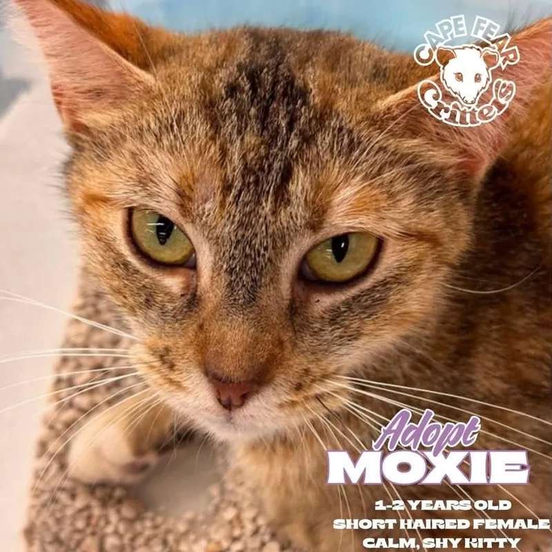 A young medium-sized female Torbie cat named Moxie for adoption in Wilmington, NC